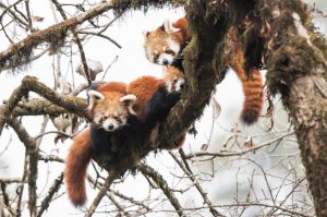 <p>The shy and distinctive red panda is declining in Singalila National Park, despite conservation efforts [image by: Ben Cranke/Alamy]</p>