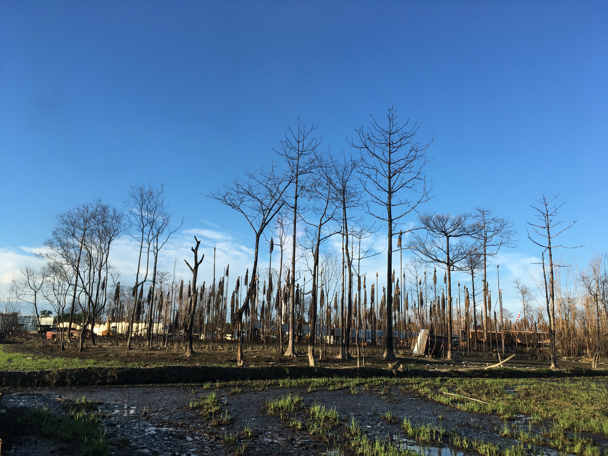 <p>The charred landscape near the burning well. At least 50 houses were burnt down along with bamboo, tea, banana and betel nut trees near the village of of Baghjan Gaon [All images by: Prakash Bhuyan]</p>