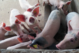 <p>Argentina could become a pork powerhouse thanks to a large investment from China (image Flickr IAEA)</p>