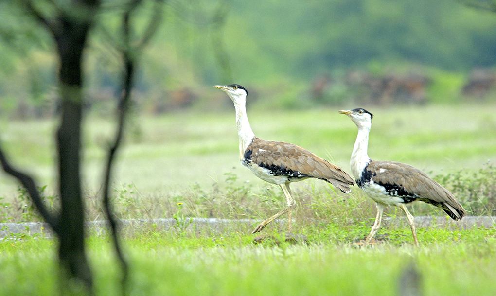 Great Indian Bustard. Loss of habitat and ecosystem pressures have brought the species to the brink of extinction [image by: Alamy]