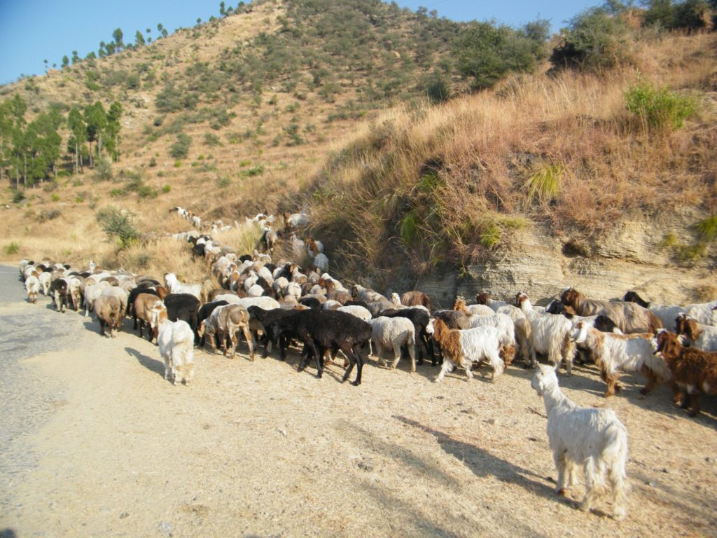 herd of goats Bakarwal 