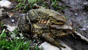 Two mating frogs in Langtang National Park at Dhunche in Rasuwa district of Nepal. Frogs mate during the monsoon season [image by: Sunil Sharma/ZUMA Wire/Alamy Live News]