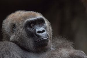 <p>刚果一个国家公园里的东部低地大猩猩数量由于非法捕猎，在20年中下下降了87%。图片来源：özkan özmen / Alamy</p>