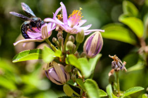 <p>一只珍稀的蓝木蜂正在采集花粉和花蜜。图片来源：Enzo Nguyen / Alamy</p>