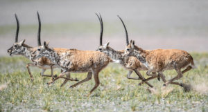 Tibetan antelope rams run at Changtang National Nature Reserve in southwest China's Tibet Autonomous Region