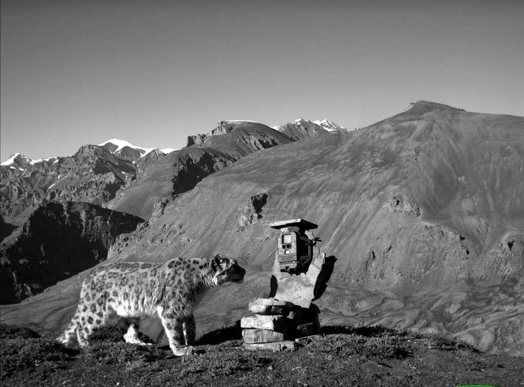 A snow leopard checks out a camera trap
