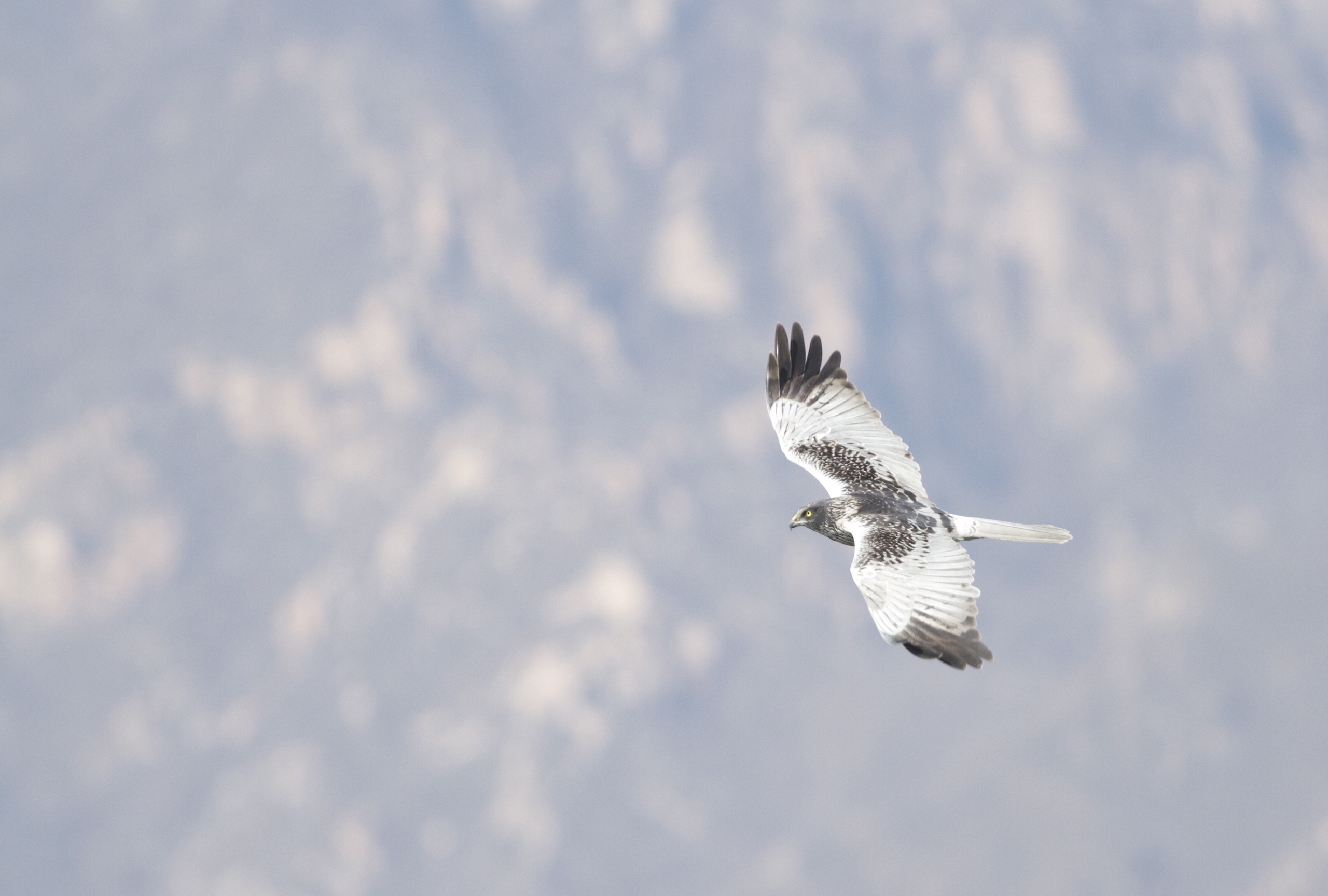 <p>An eastern marsh harrier (<em>Circus spilonotus</em>) over the Yeyahu wetlands in northwestern Beijing (Image: Terry Townshend)</p>