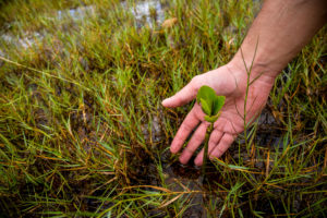 <p>Bartosz Majcher, a tropical ecologist at the University of Hong Kong, points to a mangrove sapling growing in Three Fathoms Cove. With its mangroves, mudflats and sandy shores, this is one of Hong Kong’s most ecologically diverse locations. Hong Kong has lost almost all of its mangroves due to coastal development. (Image: Katherine Cheng / China Dialogue)</p>