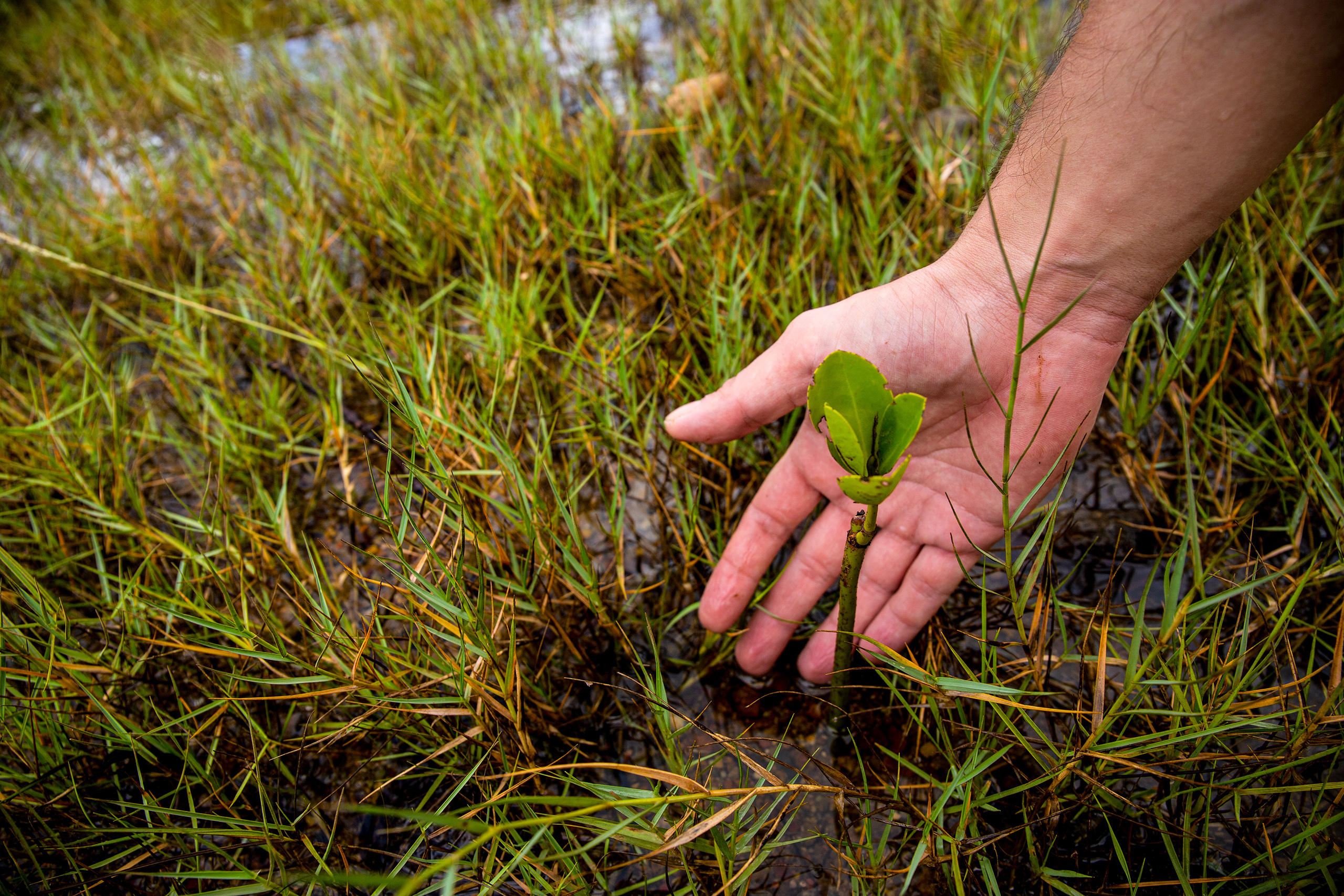 <p>Bartosz Majcher, a tropical ecologist at the University of Hong Kong, points to a mangrove sapling growing in Three Fathoms Cove. With its mangroves, mudflats and sandy shores, this is one of Hong Kong’s most ecologically diverse locations. Hong Kong has lost almost all of its mangroves due to coastal development. (Image: Katherine Cheng / China Dialogue)</p>