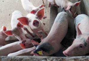 <p>得益于中国的巨额投资，阿根廷有望成为猪肉生产大国。图片来源:  <a href="https://www.flickr.com/photos/iaea_imagebank/32752185323/in/photolist-2jqijZP-PAC11C-RUcvCp-RRDcUA-T9aVn2-RUcvJ6-RRDcnU-RUcw5B-T9aVai-6HHQGc-2ig5Dhz-6BcRHU-iJXeKw-aSAE7Z-SyiQFb-7kGW81-T5zrUo-7cTgLq-ntxDLW-77QCKn-4Rx41e-nvjJyb-7Rk4Mp-6ir2Hv-6vjXTK-2j9WYm9-2j9YhWj-2j9UiHy-2j9Uigr-2j9WYsm-2j9UisD-2j9Yisz-2j9UiAj-2j9WYzW-2j9UiCJ-2j9Yiji-2j9WYvN-6kfyfq-6kjEvR-6iPgLh-nvc4XC-AEsohy-8B6tXd-AULPeo-na3KEt-6PYa9H-6jGoyS-9egsD8-6FiQA5-3ezxZt">Laura Gil Martinez / IAEA</a>, <a href="https://creativecommons.org/licenses/by-nc-nd/2.0/">CC BY-NC-ND 2.0</a></p>