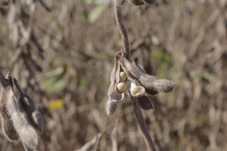 soybean close up