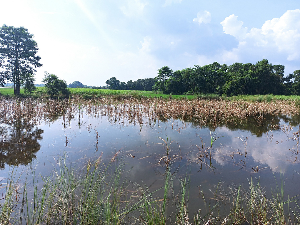Sugarcane crops ruined by the 2020 flood [Image by: Manoj Singh]
