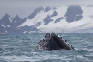 <p>Uma baleia jubarte nada perto da Ilha Half Moon, na Península Antártica (Imagem © Abbie Trayler-Smith / Greenpeace)</p>
