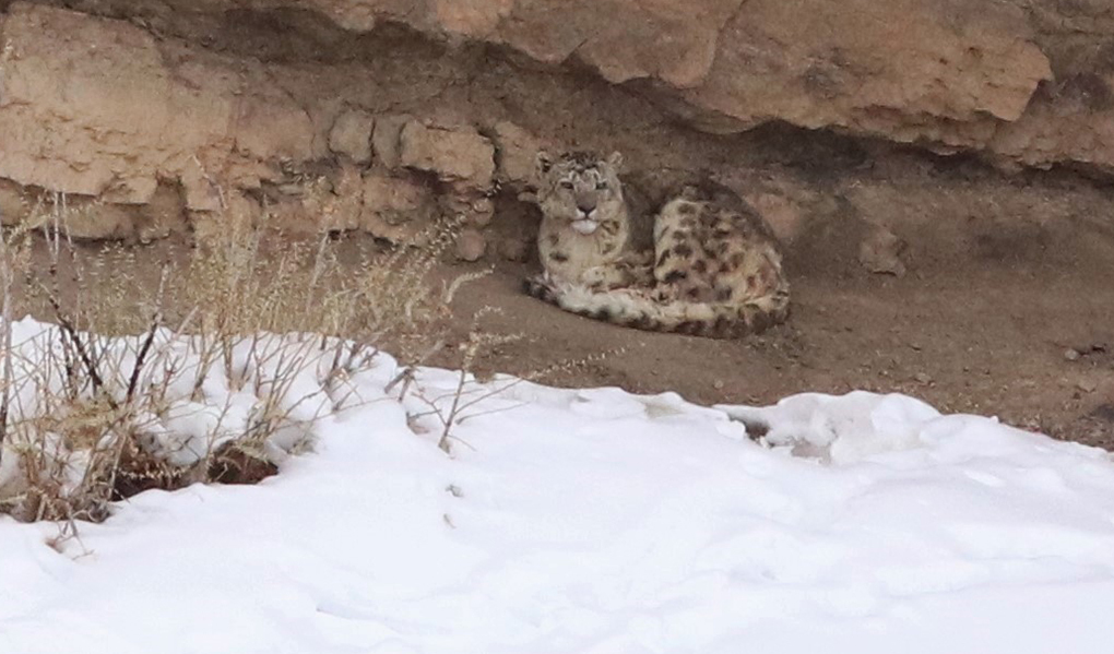 A snow leopard shelters below a cliff overhang 