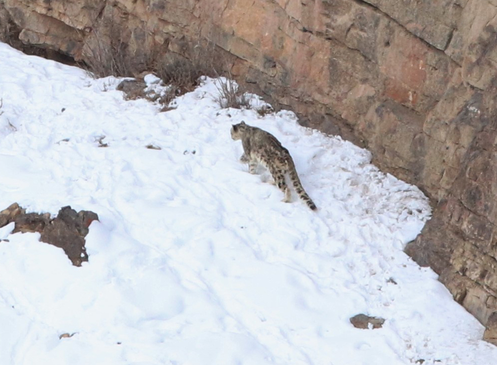 ایک برفانی چیتا گہری برف سے گزر رہا ہے [تصویر بشکریہ رشی کمار شرما]