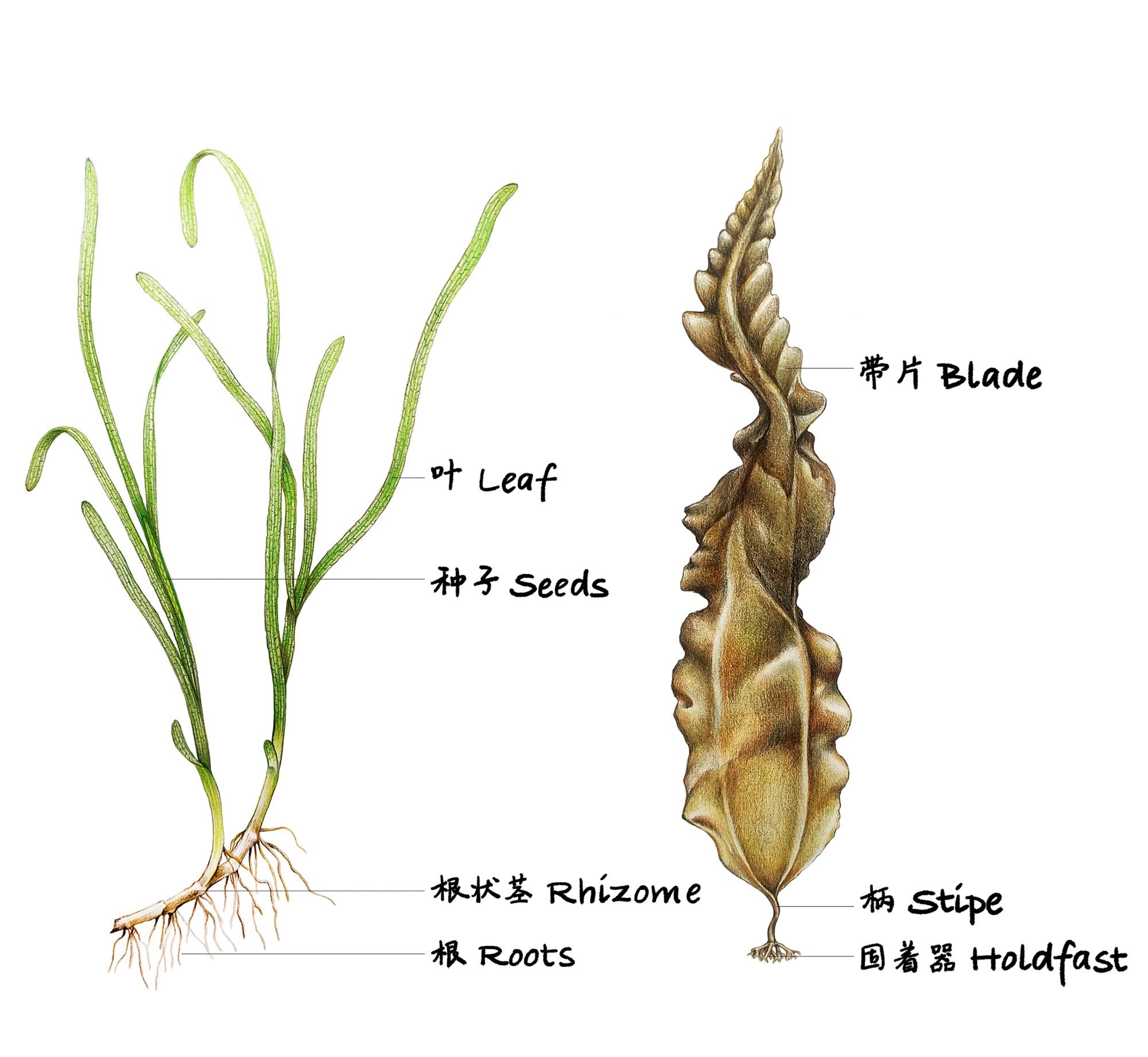 The differences between seagrass and seaweed