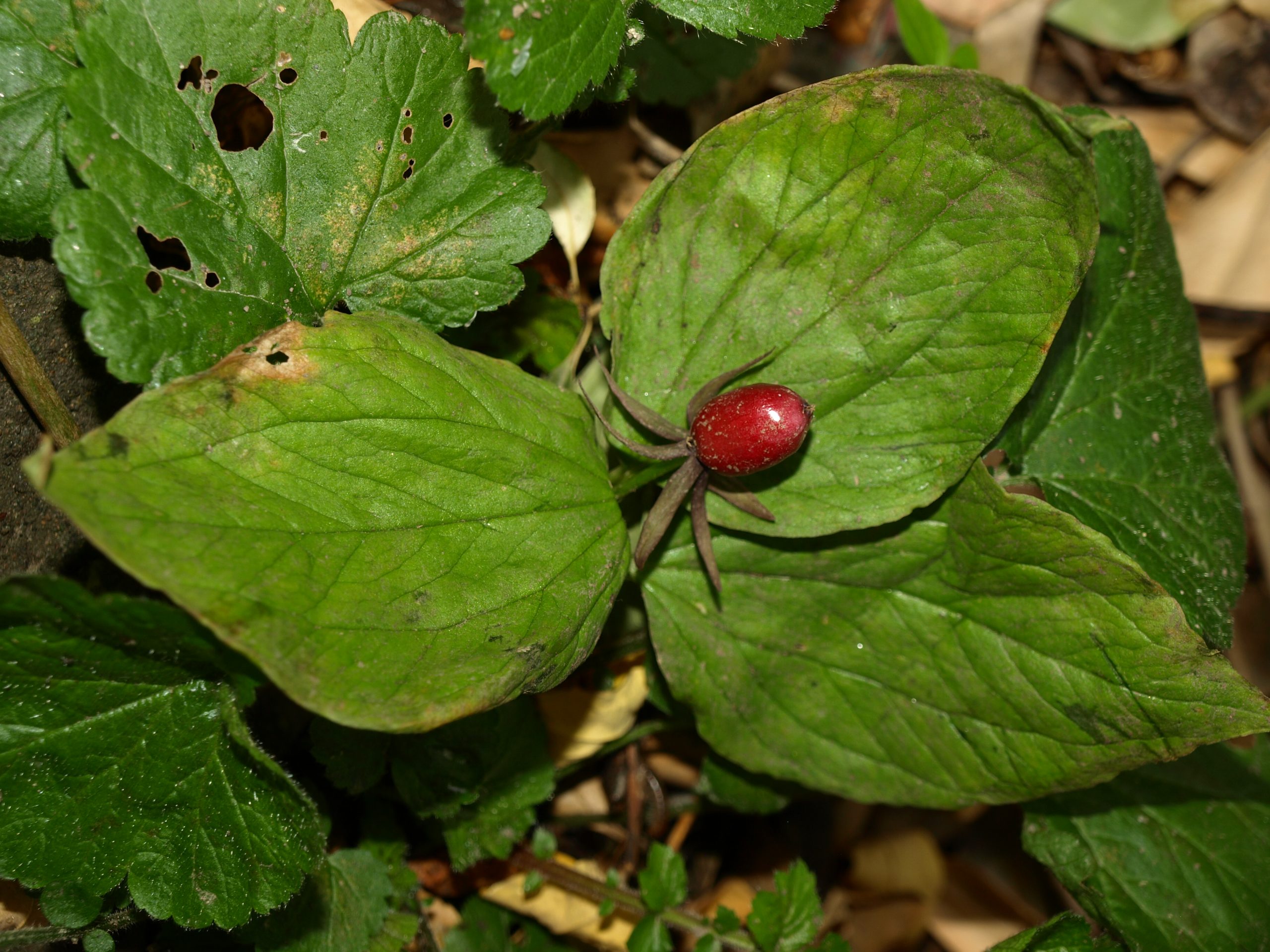 <p>Trillium, an important medicinal plant, is becoming increasingly hard to find in Kashmir [image courtesy: Akhtar H Malik, Kashmir University]</p>