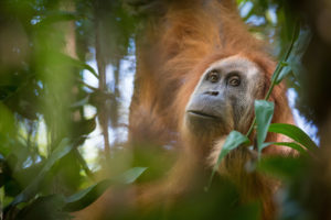 <p>A critically endangered Tapanuli orangutan in Sumatra’s Batang Toru forest (Image: Andrew Walmsley / Alamy)</p>
