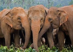 <p>亚洲象。图片来源：Robert Gill / Alamy</p>