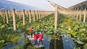 <p>安徽省天长市高邮湖畔的“渔光风电互补”光伏发电站。图片来源：Alamy</p>