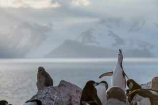 <p>Pingüinos de barbijo fotografiados este año en la Antártida (Imagen © Christian Åslund / Greenpeace)</p>