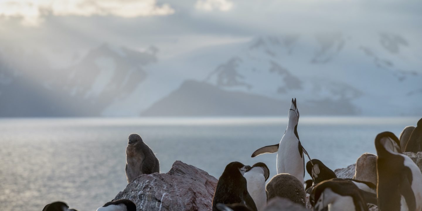 <p>Chinstrap penguins photographed this year in Antarctica (Image © Christian Åslund / Greenpeace)</p>