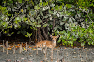 A young chital in Bangladesh’s Sunderbans, the world’s largest mangrove forest