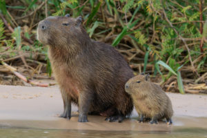 <p>Capybara in the Pantanal region of Brazil (Image: Glenn Bartley / Alamy)</p>
