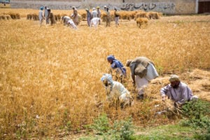 Harvest Pakistan, dbimages / Alamy
