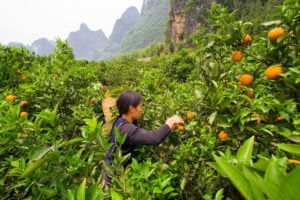 <p>Harvesting oranges in Guangxi province (Image: Amanda Ahn / Alamy)</p>