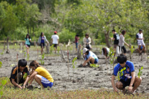 Regenerating mangrove forest in Satun, South Thailand