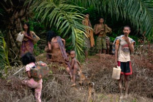<p>奥兰林巴族 (Orang Rimba) 是生活在印度尼西亚苏门答腊岛上的土著居民。他们逐渐发现，自己栖身的森林正在一点一点地消失，传统的、半游牧的生活方式也在漫漫地消亡。随着他们狩猎和寻找食物的区域日渐减少，现在许多土著居民被迫到油棕种植园中工作。而恰恰是因为这些油棕种植园，他们才不得不流离失所。图片来源 © Ulet Ifansasti / Greenpeace</p>