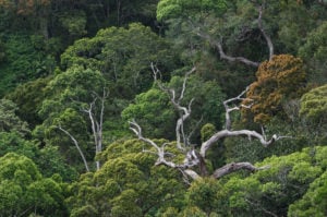 The Sinharaja mountains, a UNESCO World Natural Heritage Site, in Sri Lanka