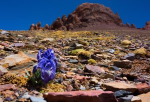 <p>The Tibetan Plateau is home to numerous endangered species of plants and animals, and significant parts of it are included within China&#8217;s ecological redlines (Image: Alamy)</p>