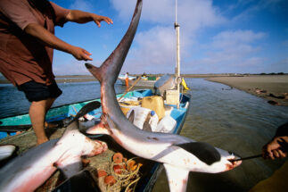 <p>Pescadores con redes en México tiran de los tiburones zorro (Alopias vulpinus) del barco pesquero hacia la orilla (imagen: Alamy)</p>