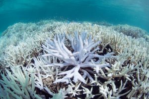 <p>Almost a quarter of the Great Barrier Reef suffered from bleaching in 2016, threatening its long term survival. (Image by <a href="http://catlinseaviewsurvey.com/gallery/i1320_coral-bleaching-in-new-caledonia-during-march-2016" target="_blank" rel="noopener">XL Catlin Seaview Survey / Underwater Earth</a>)</p>