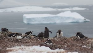 <p>在南极大陆板块得到保护的同时，环保人士希望周边的海洋也能得到保护。图片来源：<a href="https://www.jble.af.mil/News/Photos/igphoto/2000405922/mediaid/266806/"> Barry Loo </a></p>