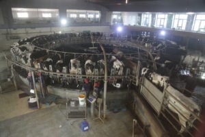 <p>清晨，山东省菏泽市银香伟业农场的奶牛正在接受挤奶。图片来源：李悠/第六声</p>