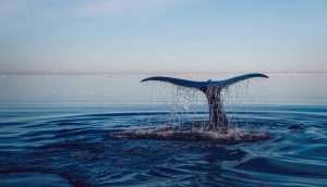 <p>Better assessment of &#8216;ocean risk&#8217; can create opportunities for public and private capital to support the protection and maintenance of marine ecosystems (Image: <a href="https://pixnio.com/fauna-animals/whales/whale-animal-water-ocean-nature-sky-landscape">PIXNIO</a>)</p>