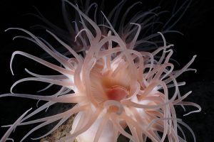 <p>Anemone, a wonder of the deep ocean, attached to a carbonate boulder at 1,500 meters depth. (Image: <a href="https://www.flickr.com/photos/oceanexplorergov/4274776049/in/album-72157612194897811/">NOAA</a>)</p>
