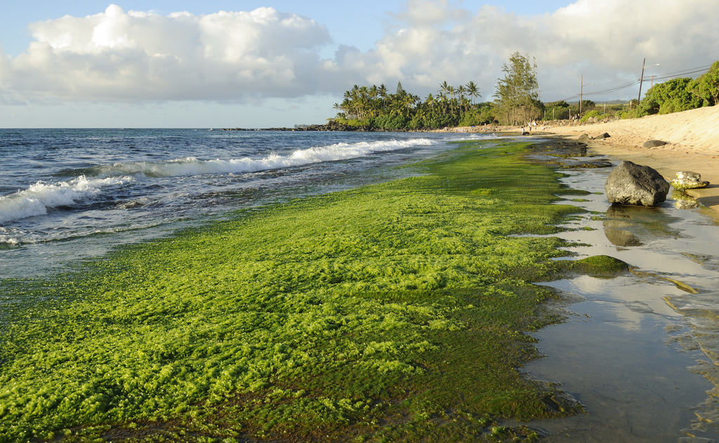 <figure class="img-responsive article-image main"><figcaption>Blooms can occur in both fresh and sea water and even when not toxic can have significant harmful effects (Image by <a href="https://www.flickr.com/photos/danramarch/4909398403" target="_blank" rel="noopener">Daniel Ramirez</a>)</figcaption></figure>