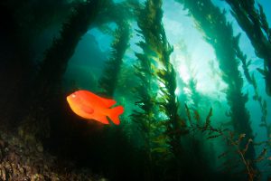 <p>加利福尼亚圣卡塔利娜岛海藻林中的雀鲷。图片来源： <a href="https://www.flickr.com/photos/noaaphotolib/25152682477/">Adam Obaza / NOAA</a></p>