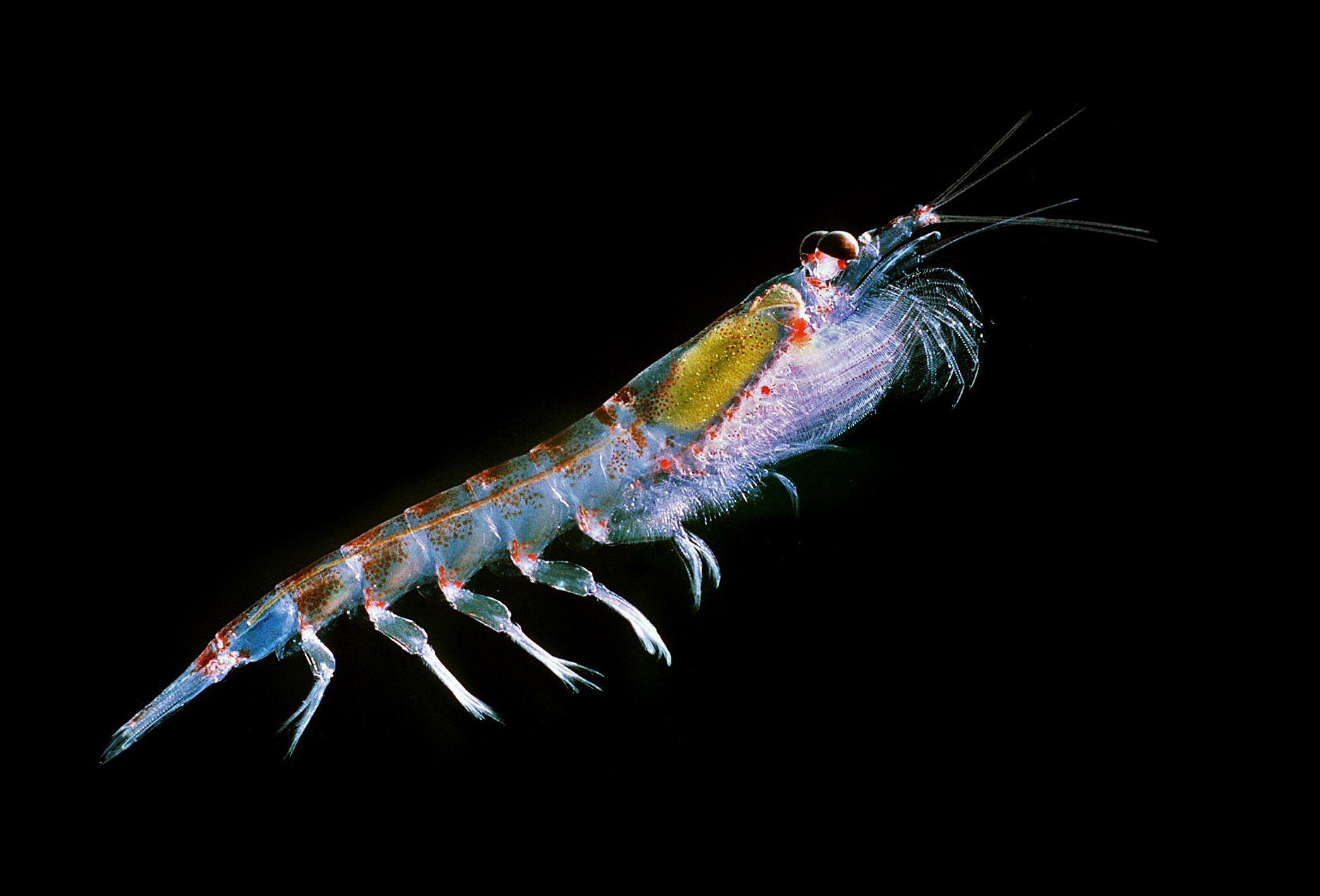 <p>Image: <a href="https://commons.wikimedia.org/wiki/File:Antarctic_krill_(Euphausia_superba).jpg">Krill666</a></p>