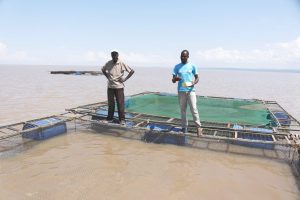 <p>Farmers on a fish cage in Lake Victoria (Image: Maina Waruru)</p>