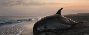 <p>曾经畅游于墨西哥科特斯海蔚蓝浅滩的鼠海豚，如今生活仅剩下16头。图片来源：Frédérique Lucas</p>