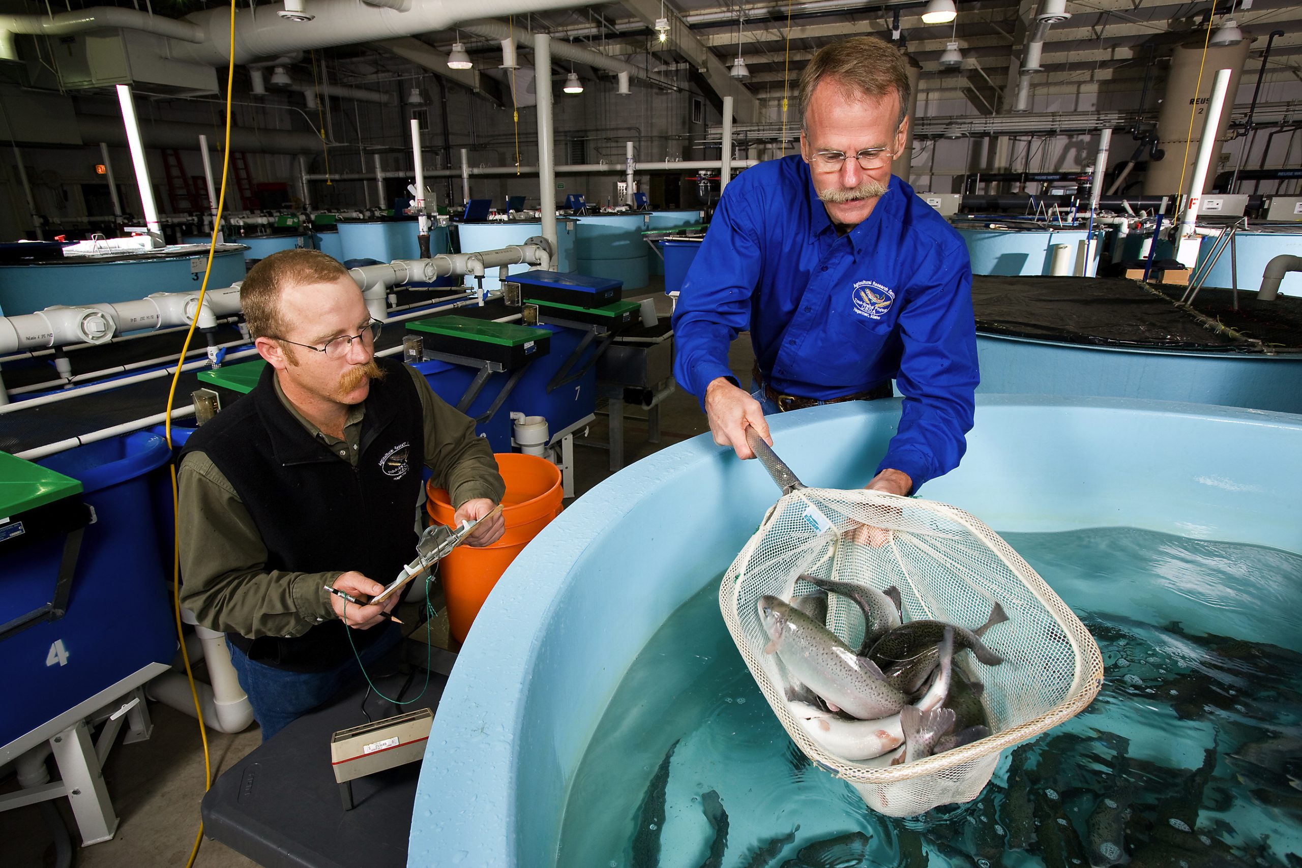 <p>Trout fed on plant-based food are captured from a tank to be weighed and measured (Image: Steve Ausmus <a href="https://www.ars.usda.gov/oc/images/">USDA/ ARS</a>)</p>