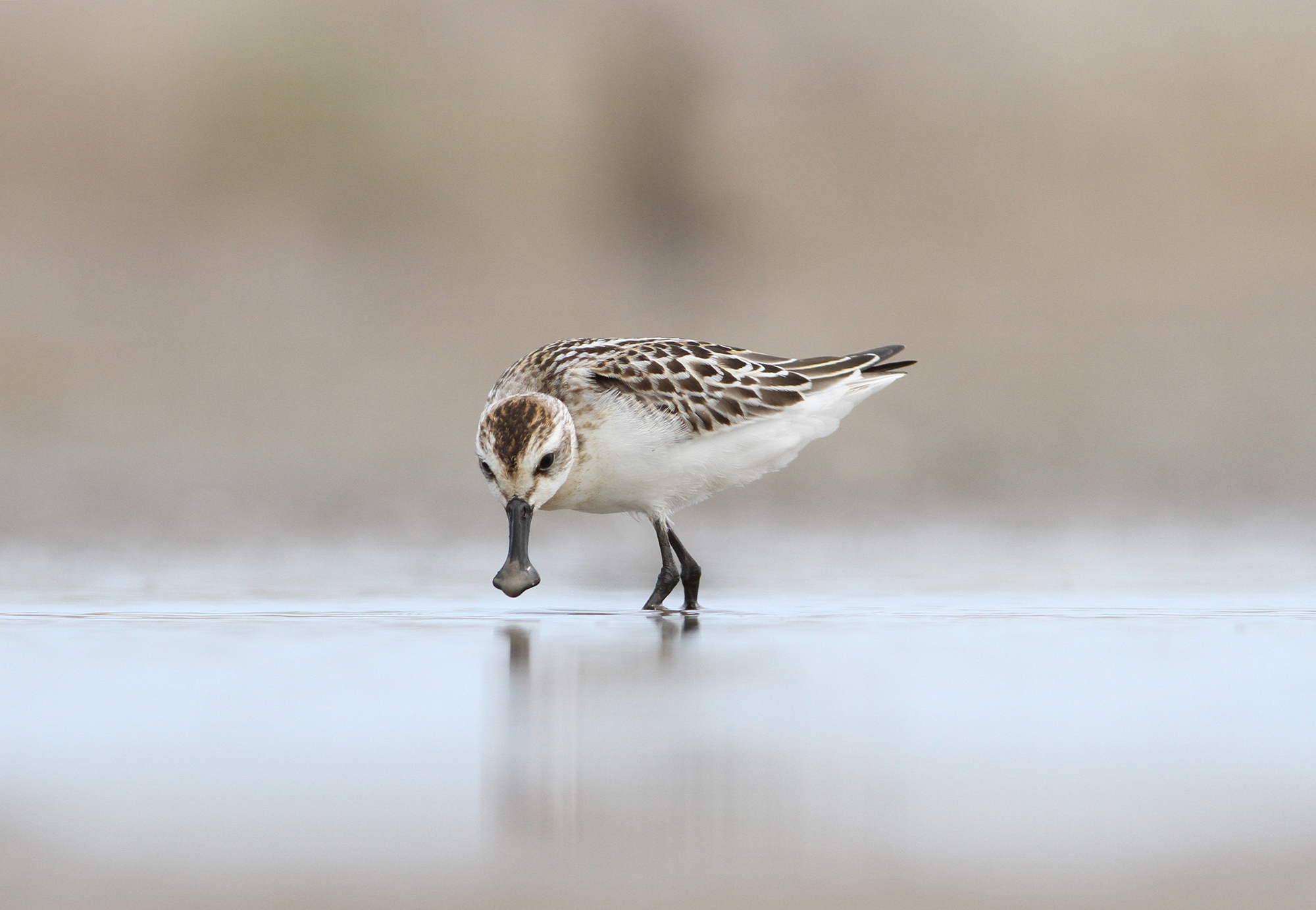 <p>A spoon-billed sandpiper on wetlands near Tiaozini (Image © Chen Tengyi)</p>