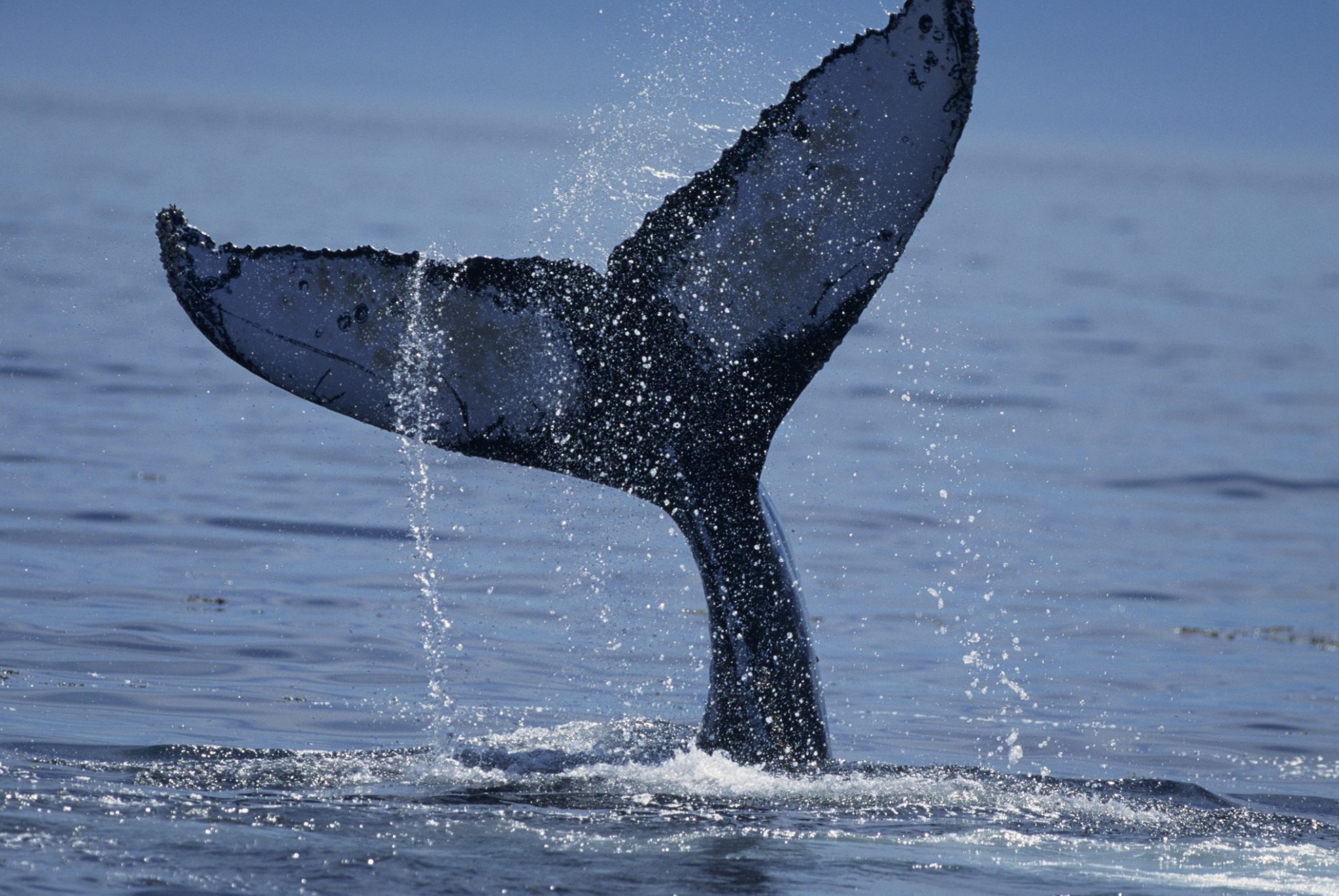 <p>The Ross Sea provides a habitat that is critical to the health of the world&#8217;s oceans. (Image: <a href="http://www.thinkstockphotos.com/image/stock-photo-humpback-whale-tail-lobbing/200351717-001">Tom Brakefield/ Thinkstock</a>)</p>