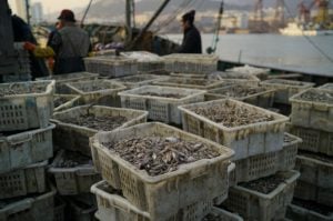 <p>石岛隶属于山东省荣成市，现在这里是全国最主要的鱼粉制造地，而制造鱼粉的主要原料之一就是这种体形小、价值低、种类杂的小鱼，当地渔民将它们称为“饲料鱼”。 2016年12月17日山东石岛工人正在码头上卸货，渔获几乎全是手指粗细的小鱼。 图片来源：绿色和平/朱立</p>