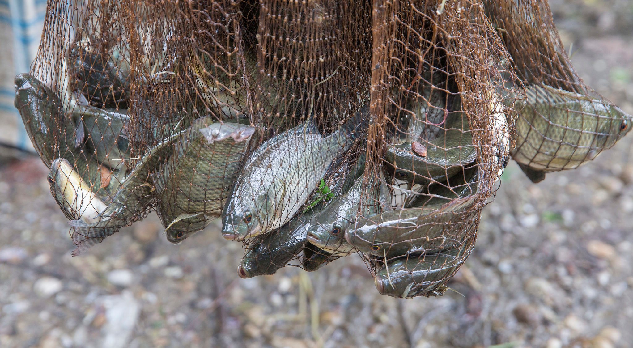 <p>Low-cost tilapia has become the most popular fish in Kenya, selling for around US$2 per kilogramme, compared with US$3 for local fish (Image: <a href="https://www.flickr.com/photos/theworldfishcenter/22431843913/">Yousuf Tushar</a>)</p>